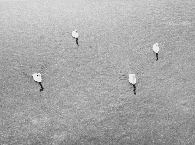 Jochen Lempert, Untitled (four swans), 2006