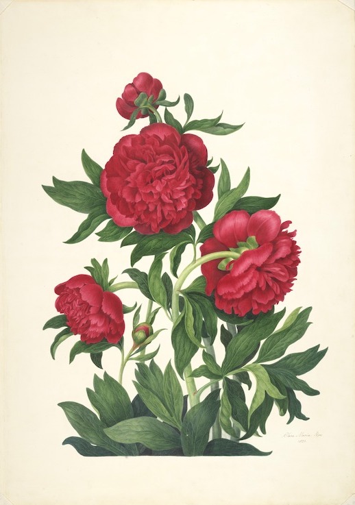 Clara Maria Pope, Peony, 1821. Courtesy the Natural History Museum