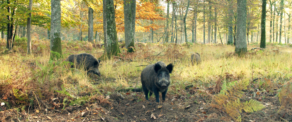 Wild boar guzzle the acorns