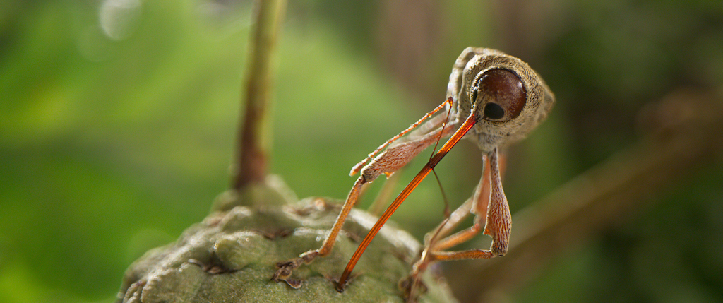 A female weevil boring into an acorn to lay her egg