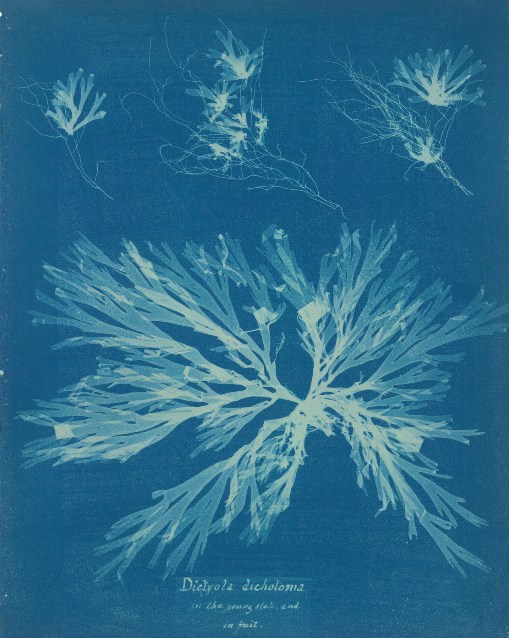 1_Anna_Atkins_Dictyola_dichotoma_1843-53_British_Library