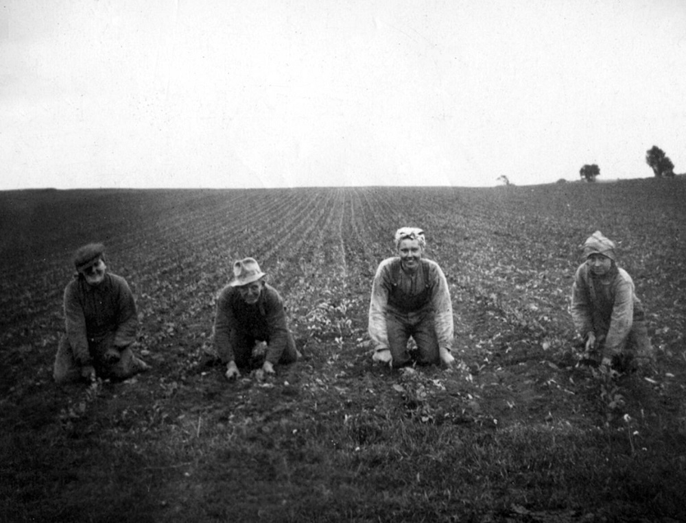 Birgit Nilsson working on planting beet