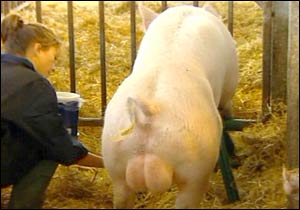 rebecca_loos_pig_2